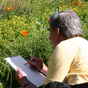 Patrick O'Hara sketching a poppy in the Meadow