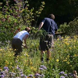 Weeding party in and around Meadow
