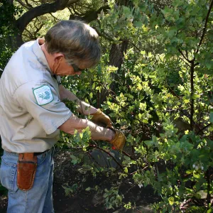 Jay Kendall pruning