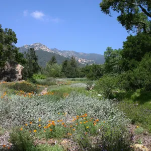 Groundcover Display and Meadow