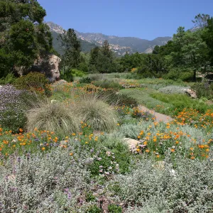 Groundcover Display and Meadow