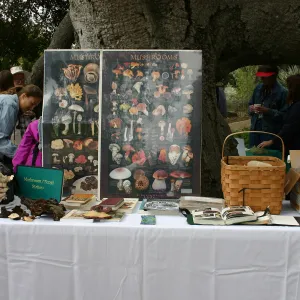 BioBlitz, Mushroom/Fungi Station