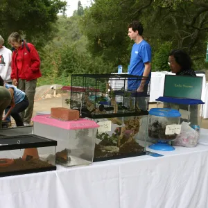 BioBlitz, Turtle Dreams display