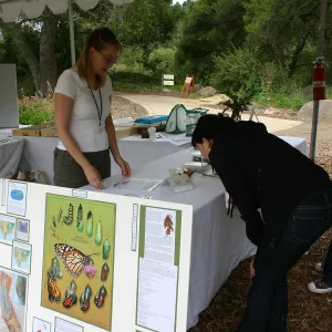 BioBlitz, Insect display