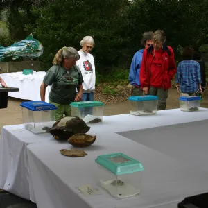 BioBlitz, Turtle Dreams display