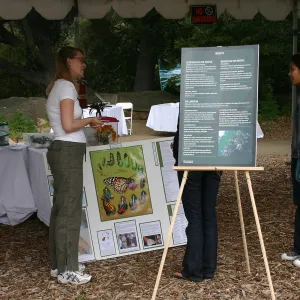 BioBlitz, Insects display