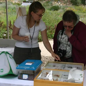 BioBlitz, Insect Station