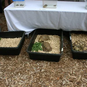 BioBlitz, Desert Tortoises