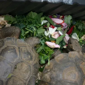 BioBlitz, Desert Tortoise feeding