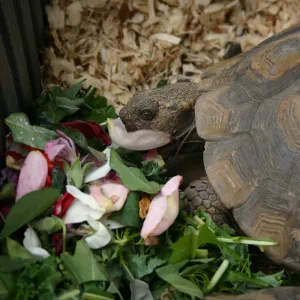 BioBlitz, Desert Tortoise feeding