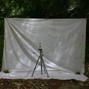BioBlitz, insect collecting apparatus