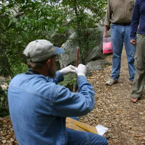 BioBlitz, weighing a wood rat