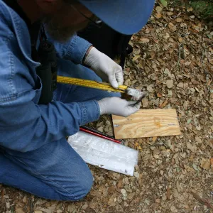 BioBlitz, measuring a wood rat
