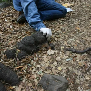BioBlitz, releasing examined wood rat