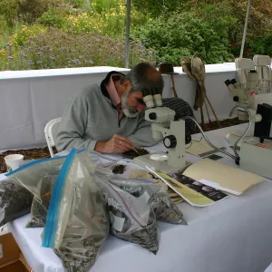 BioBlitz, Station, Microscope viewing