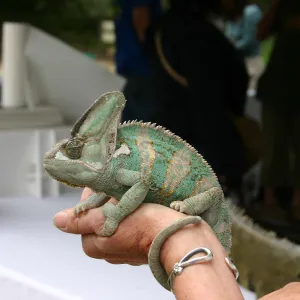 BioBlitz, Iguana