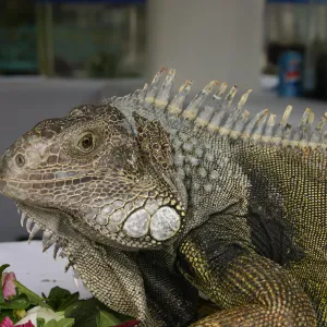 BioBlitz, Iguana close-up