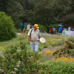 BioBlitz, Visitor with butterfly net