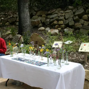 BioBlitz, wildflower display