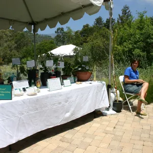 BioBlitzed, Intoxicating and Stimulating Plant Drinks Station