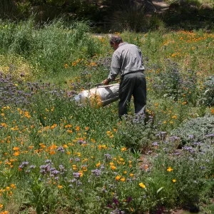 BioBlitz, insect collecting, Meadow