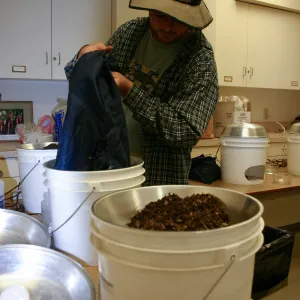 BioBlitz, sifting samples