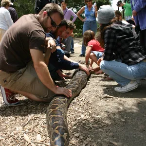 BioBlitz, Python