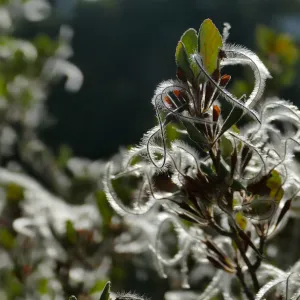 Mountain mahogany