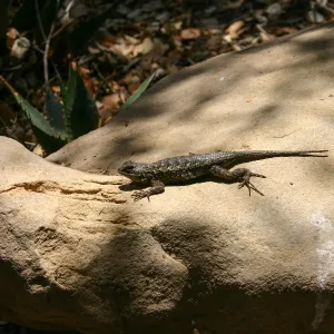 Lizard