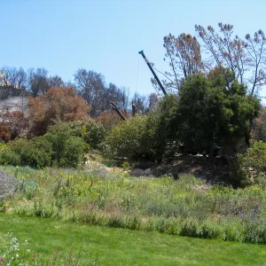 Removal of leaning gray pine
