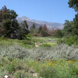 Groundcover Section, Meadow, and Arlington Peak