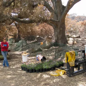 Construction of Herb Parker's â€˜Haven' labyrinth, native plants for roof arrive
