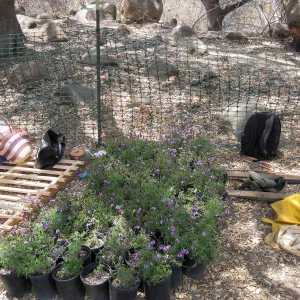 Construction of Herb Parker's â€˜Haven' labyrinth, native plants for roof arrive