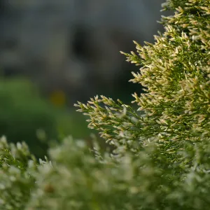 Baccharis sarothroides â€˜Centennial' at sunset in the Ground Cover Section