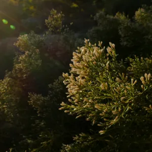 Baccharis sarothroides â€˜Centennial' at sunset in the Ground Cover Section