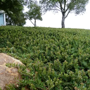 Carmel Sur Manzanita