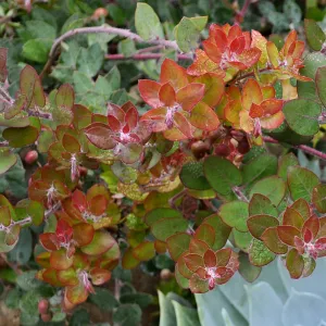 John Dourley Manzanita