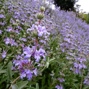 Bees Bliss Sage