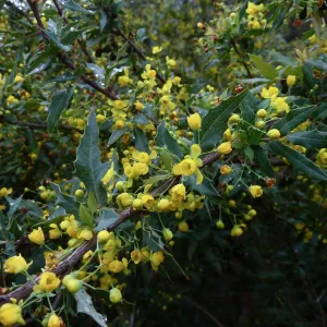 Nevis Barberry