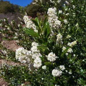 Snow Flurry Ceanothus
