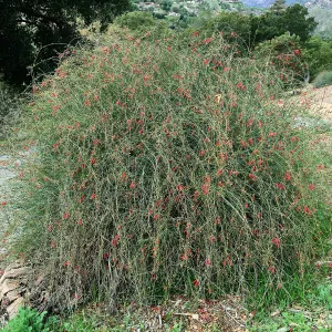 Gran CaÃ±on Bush Snapdragon (Gambelia)