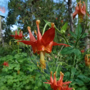 Western Columbine