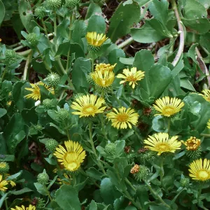 Gumweed