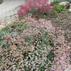 Red-flowered Buckwheat