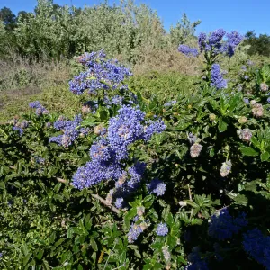 Joyce Coulter Ceanothus