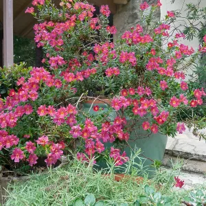 Trish (Mimulus aurantiacus)
