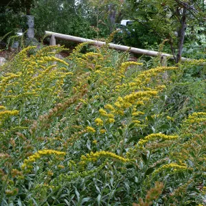 Solidago californica