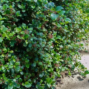 Ribes viburniolium