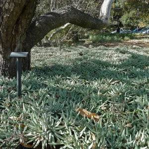 Dudleya hassei