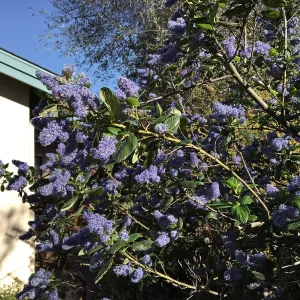 Ray Hartman Ceanothus